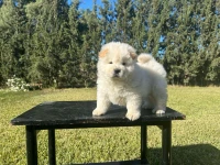 Chow Chow 