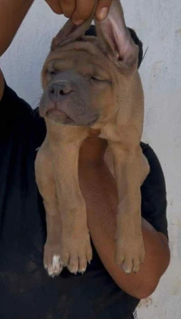 Cane corso