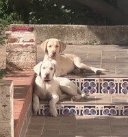 chien-vend-couple-chiots-labradors-mal-et-femelle-pure-race-cheraga-alger-algerie