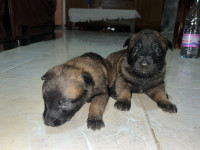 chien-chiot-malinois-douera-alger-algerie