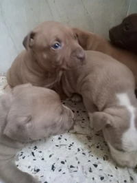 Puppies des chiots américain pitbull terrier Red nose 