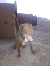 Chien pitbull red nose l pure race 