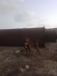 Chien pitbull red nose pure race 