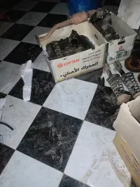عين الدفلى  علبة محرك