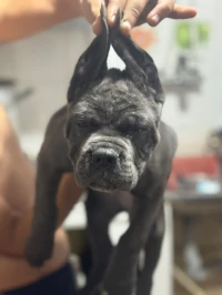 Une super belle femelle cane corso agé de 2mois 