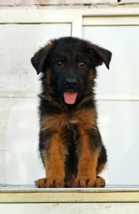 Berger allemand mal et femelle 