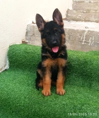 Femelle berger Allemand 