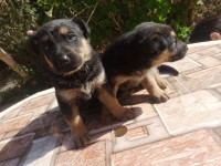 chien-chiots-berger-allemand-el-asnam-bouira-algerie