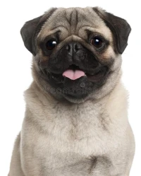 Chiot carlin 