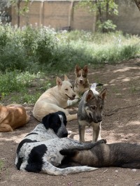 chien-garderie-ain-tagourait-tipaza-algerie