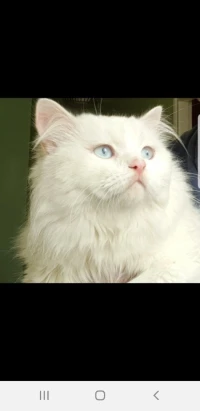 Chat Persan Shirazi pour accouplement 