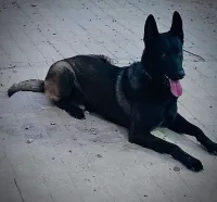 Chien Malinois