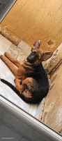 chien-chiot-femelle-berger-allemand-pedigre-zeralda-alger-algerie