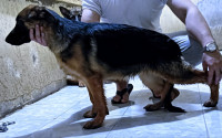 chien-chiot-berger-allemand-pedigre-mahelma-alger-algerie