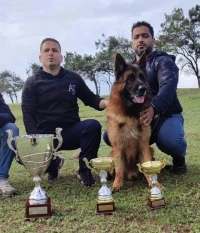 Chiot B.A pédigrée