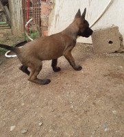 chien-malinois-femelle-tizi-ouzou-algerie