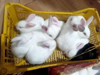 Lapins ارانب 
