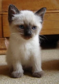 CHATONS SIAMOIS 