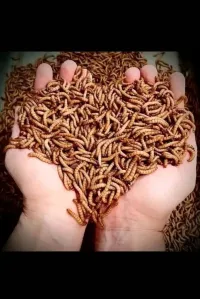 دود القبابي