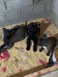 produits-laitiers-chien-malinois-charbonne-tizi-ouzou-algerie