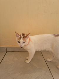 قطة-chatte-pour-adoption-درارية-الجزائر