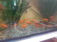 poisson rouge