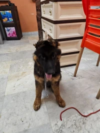 Berger allemand incliné 
