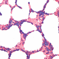 مواد-أولية-kit-de-coloration-gram-x-5-merck-سطيف-الجزائر