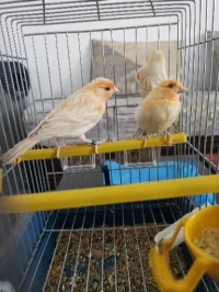 Canaris satiné yeux rouge 