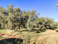 terrain-agricole-location-mascara-sig-algerie