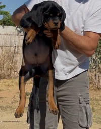 Rottweiler serbie