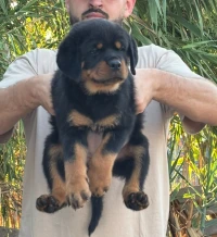 Rottweiler serbie