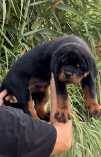Rottweiler serbie