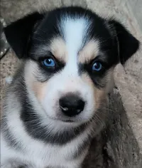 Husky