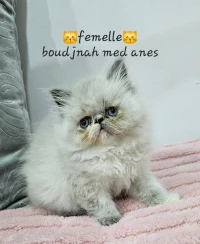 persan himalayen peke face pôle chocolat long hair