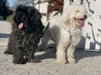Caniche 
