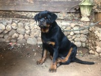 كلب-femel-rottweiler-sarbi-برج-البحري-الجزائر
