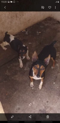 Chien jack russel 