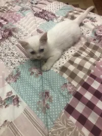 Chat ongora turk une verii rass