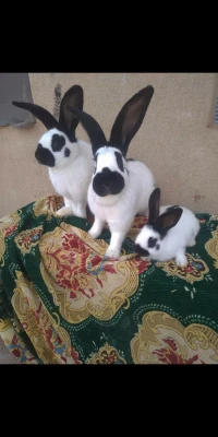 Lapin papillon pure race 