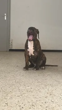 Américain Bully XXL