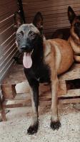 chien-malinois-tete-noir-bir-el-djir-oran-algerie