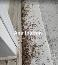 Dératisation désinfection et désinsectisation 