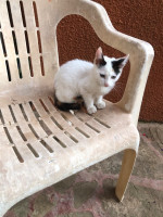 chat-offre-gratuitement-des-chatons-el-mouradia-alger-algerie