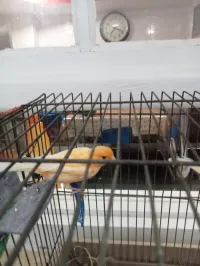 Couple canari adulte ordinnaire