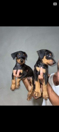 كلاب-chiot-male-dobermann-الجزائر-وسط