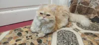 Chat persan malle 13 mois