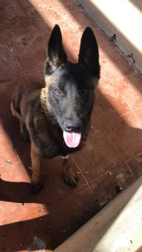Berger belge Malinois 
