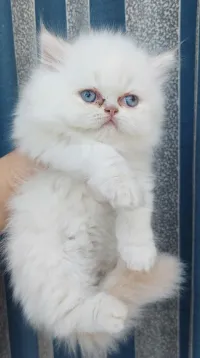 Chat persan himalayen 