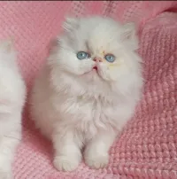 Chat persan femelle 